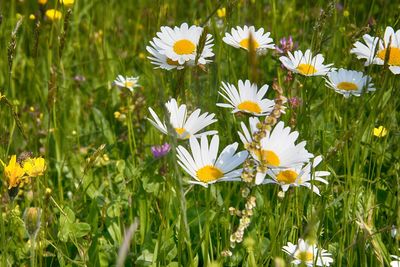 Close-up of white daisy flowers on field