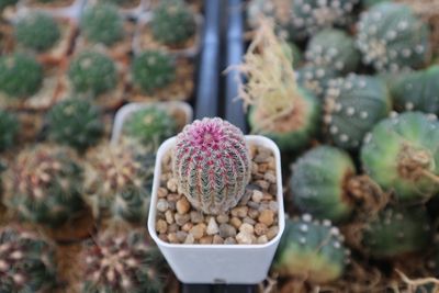 Close-up of succulent plant