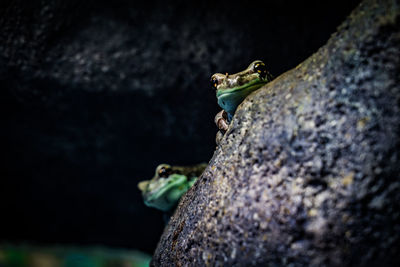 Close-up of frog on rock