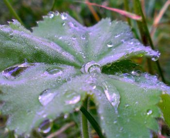 Close-up of water drops on flower