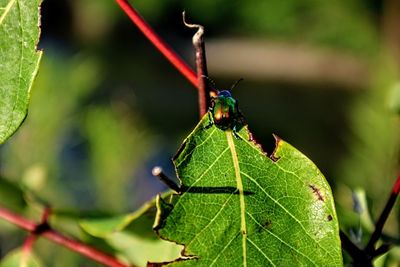 Close-up of insect on leaf