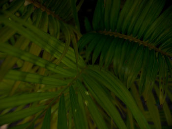 Full frame shot of palm leaves