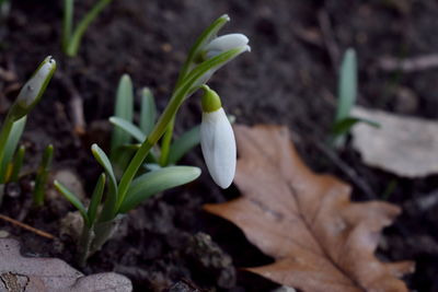 Close-up of flower growing outdoors