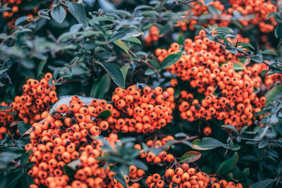 Close-up of red berries on plant