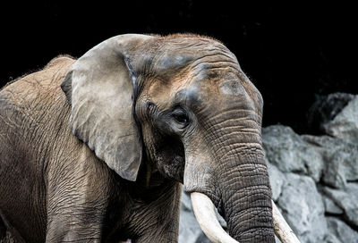 Close-up of elephant