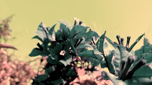 Close-up of plant against sky