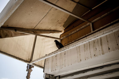 Low angle view of birds perching on roof