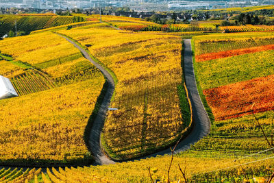 View of vineyard