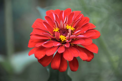 Close-up of red flower