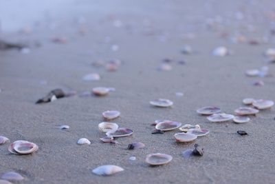 Seashells at beach