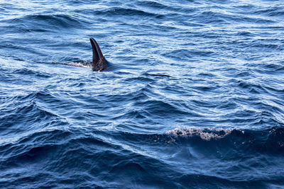 High angle view of whale swimming in sea