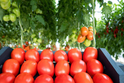 Low angle view of tomatoes on tree