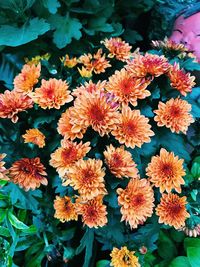 High angle view of orange flowering plants