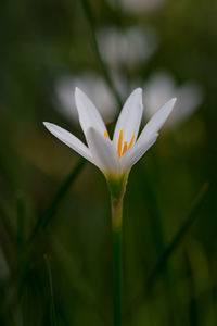 Close-up of white crocus flower