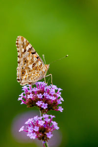 Close-up of butterfly pollinating on purple flower