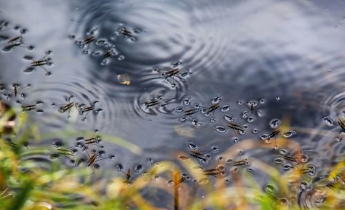 Full frame shot of water drop on lake