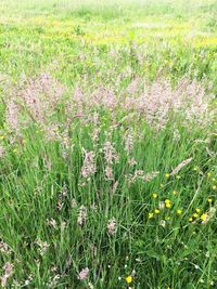 Plants growing on grassy field