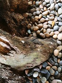 Close-up of lizard on pebbles at beach