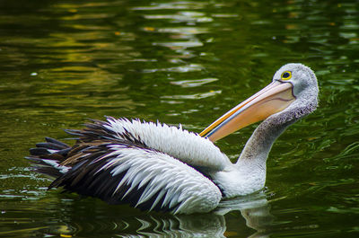 Birds swimming in lake