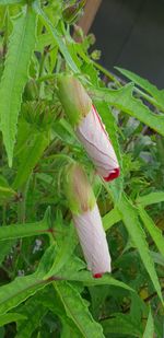 Close-up of pink flowering plant