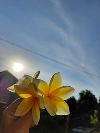 Close-up of yellow flowering plant against sky