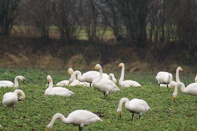 Swans perching on field