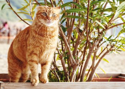 Portrait of ginger cat sitting on plant