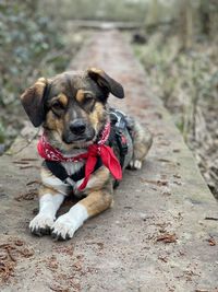 Portrait of dog sitting on footpath