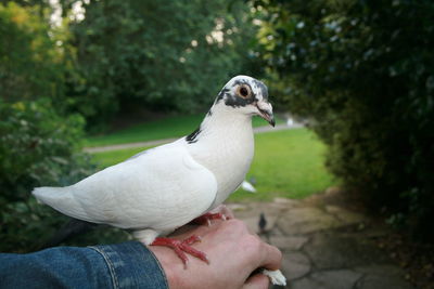 Close-up of hand holding bird against plants