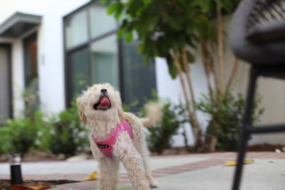 Dog sticking out tongue on footpath