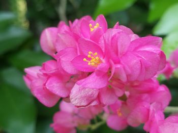 Close-up of pink rose flower