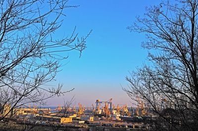 Bare trees against clear sky