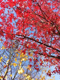 Low angle view of trees against sky