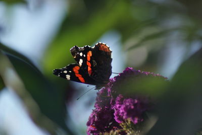 Close-up of butterfly on flower