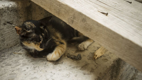 High angle view of a cat