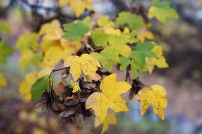 Close-up of yellow maple leaves