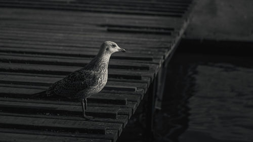 Close-up of bird by water