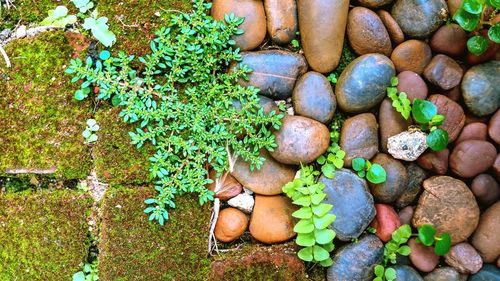 High angle view of vegetables on rock