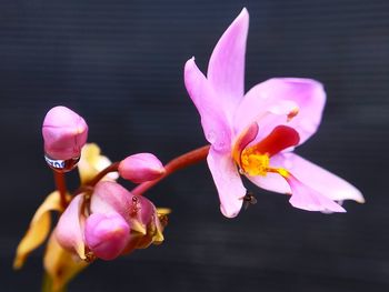 Close-up of pink rose flower