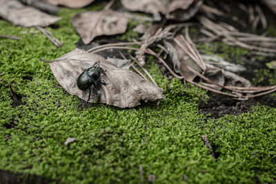 Close-up of lizard on field