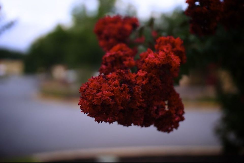 focus on foreground, red, tree, flower, growth, autumn, season, beauty in nature, close-up, selective focus, nature, change, freshness, fragility, leaf, orange color, tranquility, branch, park - man made space, plant