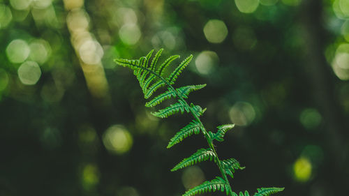 Close-up of fern leaves