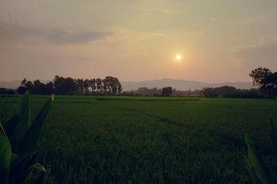 Scenic view of field against sky during sunset