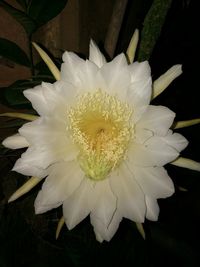 Close-up of white flower blooming outdoors