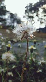 Close-up of wilted dandelion flower