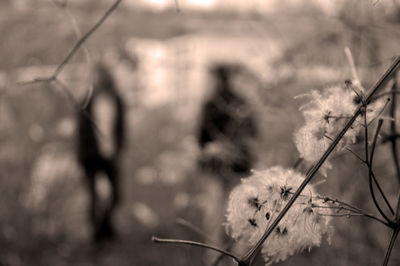 Close-up of plant against blurred background