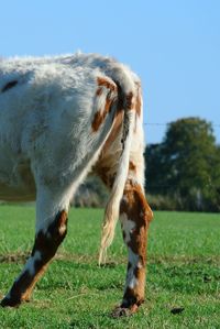 Close-up of a horse grazing in field