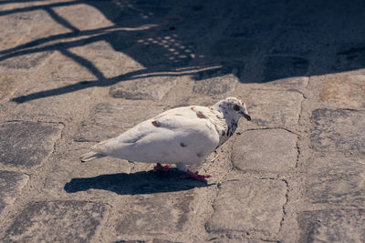 High angle view of bird on sand