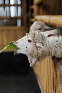 Close-up of goat