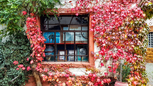 Pink flowering plants by window of building